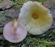 Violettblättriger Nabeling, Foto 10