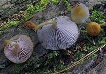 Violettblättriger Nabeling, Foto 11