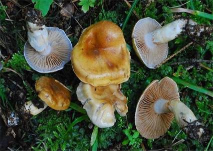 Violettblättriger Schleimkopf, Foto 2