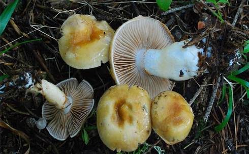 Violettblättriger Schleimkopf, Foto 3