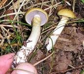 Violettblättriger Schleimkopf, Foto 7