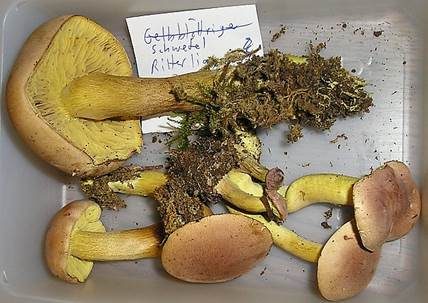 Violettbrauner Schwefelritterling, Foto 4