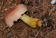 Violettbrauner Schwefelritterling, Foto 5