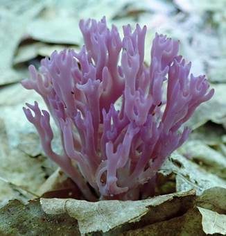 Violette Korallenkeule, Foto 5