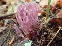 Violette Korallenkeule, Foto 8