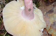 Brätlingstäubling, Foto 13