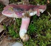 Brätlingstäubling, Foto 6