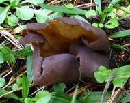 Violetter Öhrling, Foto 7