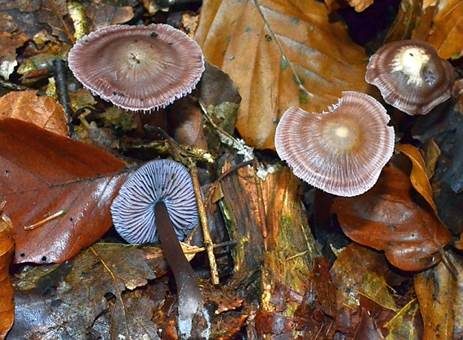 Violetter Dufthelmling, Foto 2
