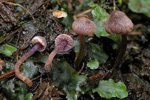 Violetter Erlenwasserkopf, Foto 3