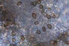 Violetter Erlenwasserkopf, Foto 13
