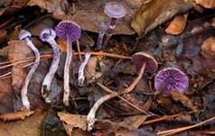 Violetter Erlenwasserkopf, Foto 6