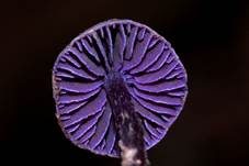 Violetter Erlenwasserkopf, Foto 8