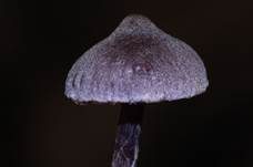 Violetter Erlenwasserkopf, Foto 9