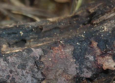 Violetter Flaumrindenpilz, Foto 3
