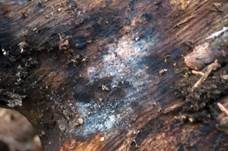 Violetter Gallertpilz, Foto 4