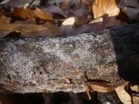 Violetter Gallertpilz, Foto 5