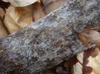 Violetter Gallertpilz, Foto 6