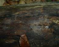 Violetter Gallertpilz, Foto 7