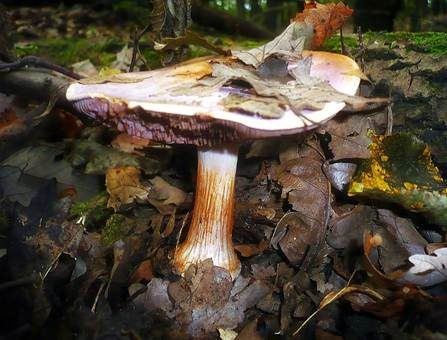 Violetter Klumpfuß, Foto 4