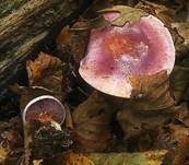 Violetter Klumpfuß, Foto 5