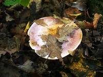 Violetter Klumpfuß, Foto 6