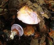 Violetter Klumpfuß, Foto 11