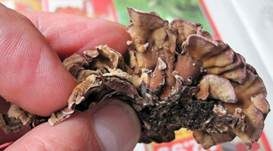 Violetter Knorpelschichtpilz, Foto 21