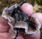 Violetter Knorpelschichtpilz, Foto 23