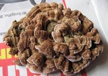 Violetter Knorpelschichtpilz, Foto 27