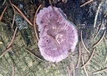 Violetter Knorpelschichtpilz, Foto 32