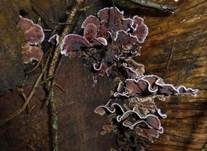 Violetter Knorpelschichtpilz, Foto 33