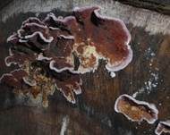 Violetter Knorpelschichtpilz, Foto 35