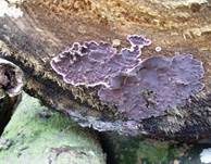 Violetter Knorpelschichtpilz, Foto 40