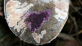 Violetter Knorpelschichtpilz, Foto 47
