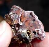 Violetter Knorpelschichtpilz, Foto 7