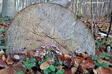 Violetter Knorpelschichtpilz, Foto 52