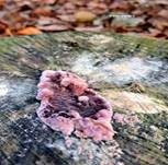 Violetter Knorpelschichtpilz, Foto 57