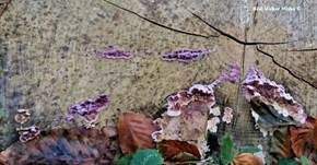 Violetter Knorpelschichtpilz, Foto 58