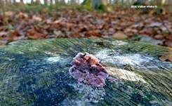 Violetter Knorpelschichtpilz, Foto 59