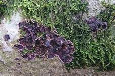 Violetter Knorpelschichtpilz, Foto 61