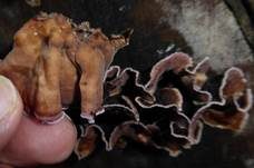 Violetter Knorpelschichtpilz, Foto 8