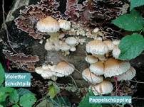 Violetter Knorpelschichtpilz, Foto 63