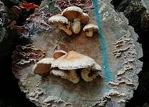 Violetter Knorpelschichtpilz, Foto 65