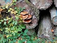 Violetter Knorpelschichtpilz, Foto 66