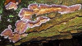 Violetter Knorpelschichtpilz, Foto 69
