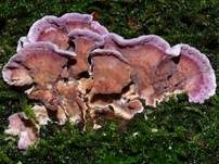Violetter Knorpelschichtpilz, Foto 70
