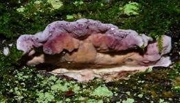 Violetter Knorpelschichtpilz, Foto 71