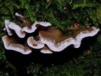 Violetter Knorpelschichtpilz, Foto 72