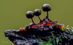 Violetter Kugelschleimpilz, Foto 7
